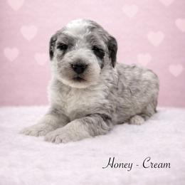 Honey - Merle female Sheepadoodle puppy in Thornville, Ohio from Four Front Doodles & Friends