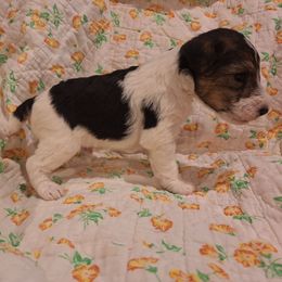 Sir Bedivere - White black and tan male Wire Fox Terrier puppy in Lancaster, Missouri from Missouri Meadows Farm