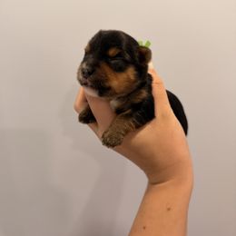 Kobe - Black and tan male Yorkshire Terrier puppy in Georgia from Nalley Kennels