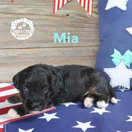 Mia - Phantom female Bernedoodle puppy in Heyworth, Illinois from Cobble Creek Puppies