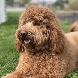 Copper - Goldendoodle