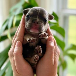 Red - Tricolors male French Bulldog puppy in Wagoner, Oklahoma from Frenchie Frys