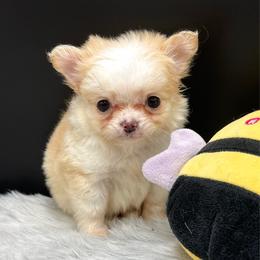 Jimi - Fawn and white male Chihuahua puppy in Lee Center, New York from Alfheim-Andromeda Chihuahua's (A &A's)