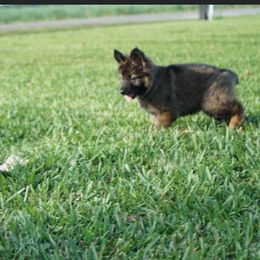 German Shepherd Puppies from Peak Performance k9’s
