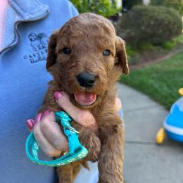 Teal - Red  male Goldendoodle puppy in Indian Trail, North Carolina from Castleberry Doodles and Poodles