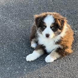 Boy 1 - Red tri-color male Miniature American Shepherd puppy in Cache, Oklahoma from Southern Charm Mini Aussies