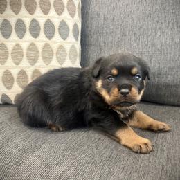 Ember - Black and mahogany female Rottweiler puppy in Parker, Colorado from Denver Rottweilers