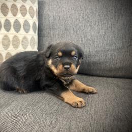 Ember - Black and mahogany female Rottweiler puppy in Parker, Colorado from Denver Rottweilers