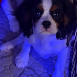 Romeo - Tri-color male Cavalier King Charles Spaniel puppy in Encinitas, California from Seaside Cavaliers