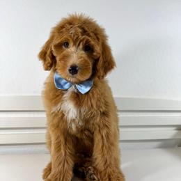 Canada - Red male Bernedoodle puppy in Casa Grande, Arizona from AzDoodle Dandies