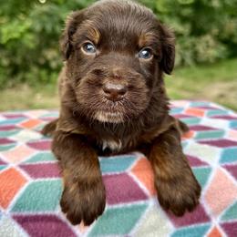 Boy 4 - Brown and white male Aussiedoodle puppy in Hillsboro, Illinois from Perfect Paws Puppies