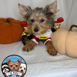 Jody - Blue and gold male Yorkshire Terrier puppy in Rochester, New York from TK PUPS