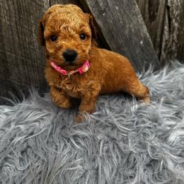 Pink collar - Cream female Poodle puppy in Fredericktown, Missouri from Ellie & Co. Doodles and Poodles