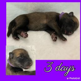 Belgian Malinois Puppies from Audacious Malinois