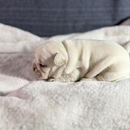 Girl 1 - Cream female French Bulldog puppy in Minco, Oklahoma from Findley’s Furbabies