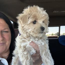 Purple collar ( rasp litter) - Apricot female Maltipoo puppy in Fredericktown, Missouri from Doodle Pups Fur-Ever
