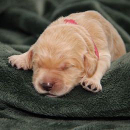 Sandy - Apricot female Australian Labradoodle puppy in Stanwood, Washington from Victoria Creek Australian Labradoodles