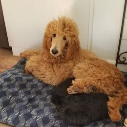 Poodle All Grown Up from Lyricallanepoodles