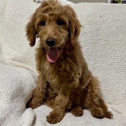 Roxy - Red  female Goldendoodle puppy in Atlanta, Georgia from ADreamcatchers Doodles