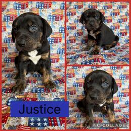 Justice - Black male Catahoula Leopard Dog puppy in Forbes, Minnesota from North Country Catahoulas