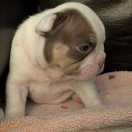 Tobler.aal - White male French Bulldog puppy in Fort Atkinson, Wisconsin from Bishop Bullyz