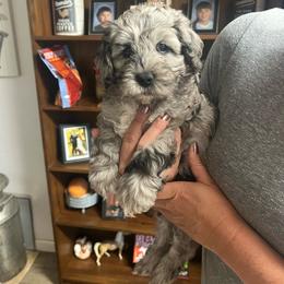 Steel - Merle male Australian Labradoodle puppy in Molalla, Oregon from Golden Xpress Labradoodles