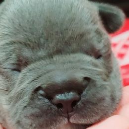 French Bulldogs from Beverlyhills Frenchie's