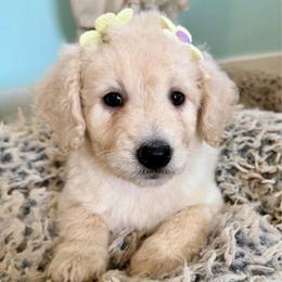 Mrs. Incredible - Cream female Goldendoodle puppy in Pensacola, Florida from Goldendoodles Love You in Pensacola Friend Edition