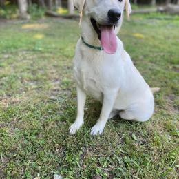 Snow - Labrador Retriever