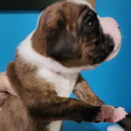 Girl 2 - female Boxer puppy in Shelton, Washington from Clydesflashyboxers