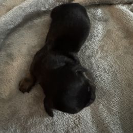 Dachshund Puppies from Dachshund Dad