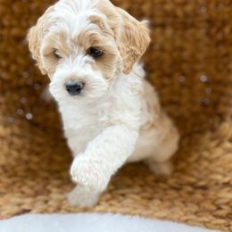 Goldendoodle Puppies from Mumzee Doodles