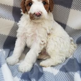 Goldendoodle Puppies from Wisconsin Doodle Dog of La Crosse