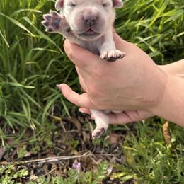 Yellow boy - Light golden male Golden Retriever puppy in Pahrump, Nevada from Southern Nevada Goldens