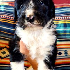 Bordoodle Puppies from JM Lazy S Doodles