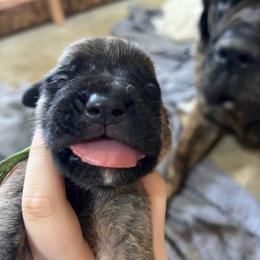 Basin - Brindle male Mastiff puppy in Layton, Utah from 2A Mastifs