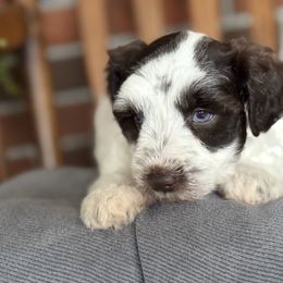 Boy 2 Chocolate Parti - Parti male Miniature Schnauzer puppy in Hillsville, Virginia from Valley View schnauzers