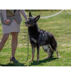German Shepherds from Marina Salkov