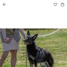 German Shepherds from Marina Salkov