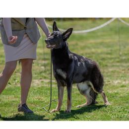 German Shepherds from Marina Salkov