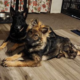 German Shepherd Puppies from Fancy GSDs