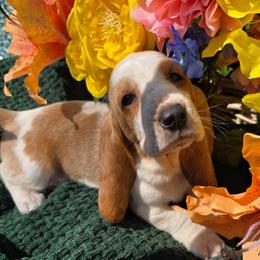 Ms. Hayes - Lemon and white female Basset Hound puppy in Big Rapids, Michigan from Basket Hound Bassets