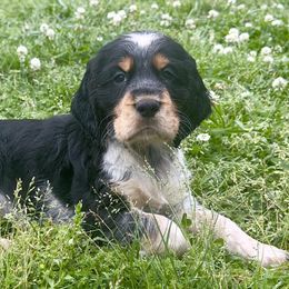 English Springer Spaniels from Goodrich English Springer Spaniels