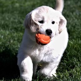 Golden Retrievers from Eirlys (Snowdrop) Retrievers