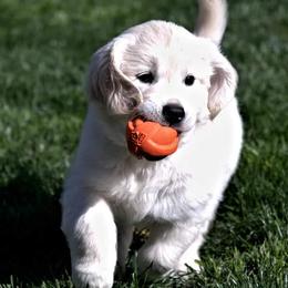 Golden Retrievers from Eirlys (Snowdrop) Retrievers