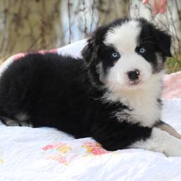 Hourglass - Black tri-color male Australian Shepherd puppy in Noxon, Montana from MITIN Aussies AKC Standard Australian Shepherds