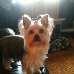 Yorkshire Terriers from Yorkie Angels Of Love