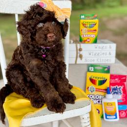 Purple - Chocolate female Goldendoodle puppy in Hesperia, Michigan from Red Acres Poodles & Doodles