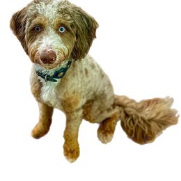Henley - Bernedoodle
