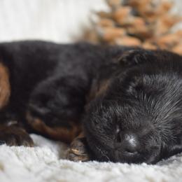 Female 2 - Black and red female German Shepherd puppy in New Jersey from Stahlhaus ( Previously Buffelbach Farmstead Shepherds)
